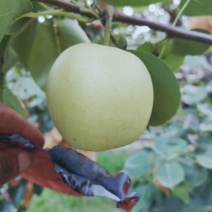 皇冠梨白皮皇冠梨