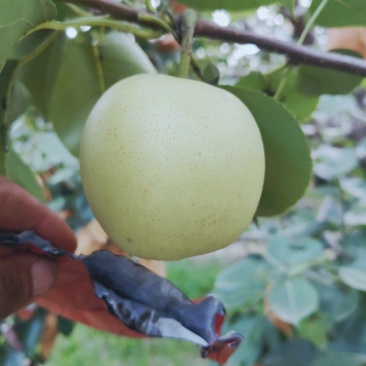 皇冠梨白皮皇冠梨