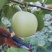 皇冠梨白皮皇冠梨
