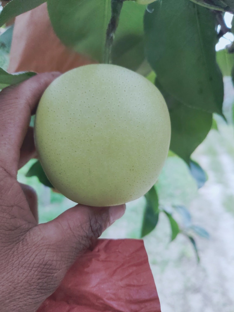 皇冠梨白皮皇冠梨