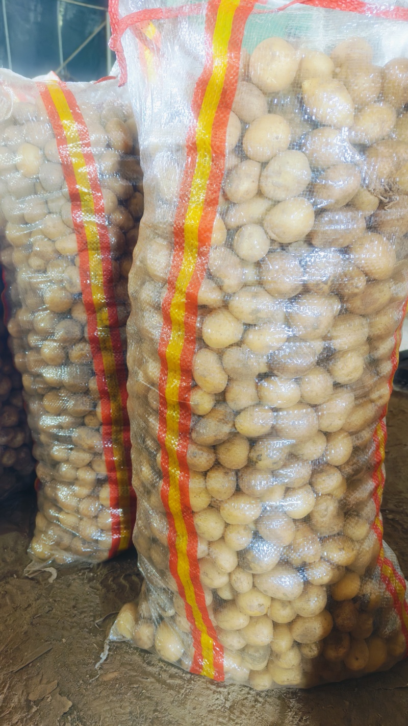 土豆精品小土豆