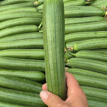 油皮丝瓜油皮丝瓜