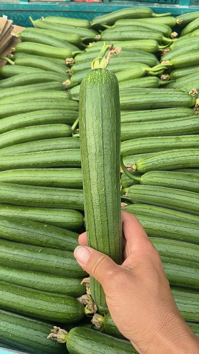 油皮丝瓜油皮丝瓜