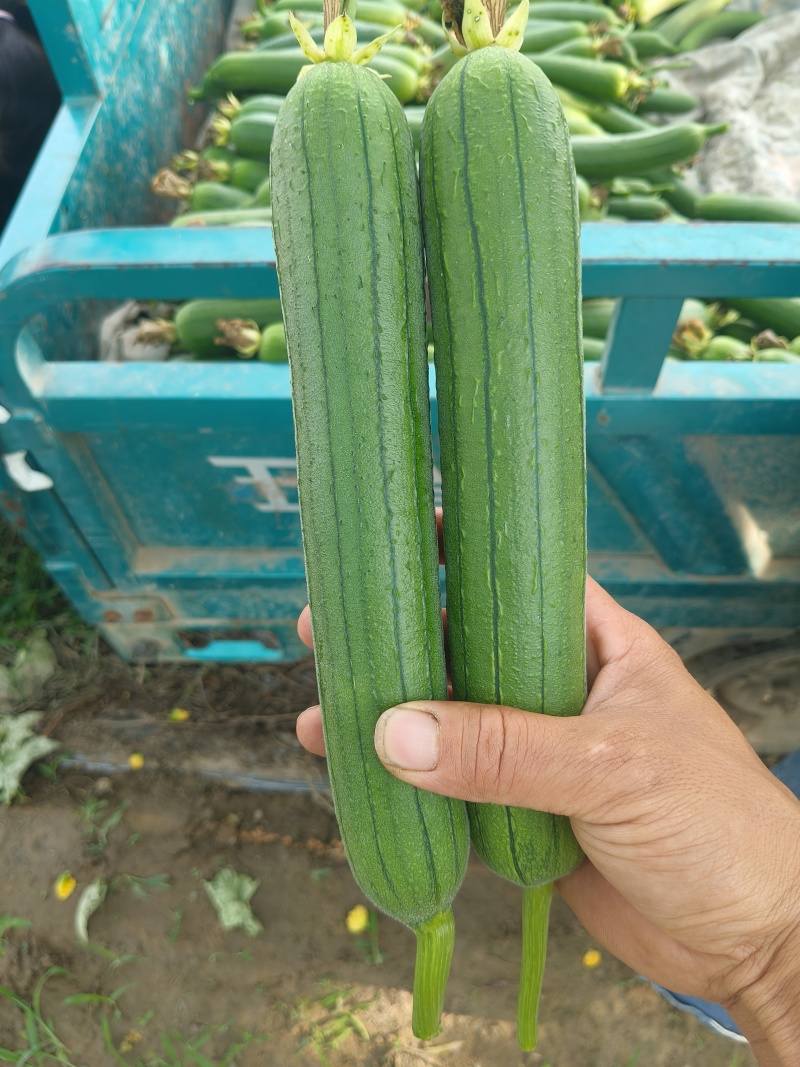 油皮丝瓜油皮丝瓜