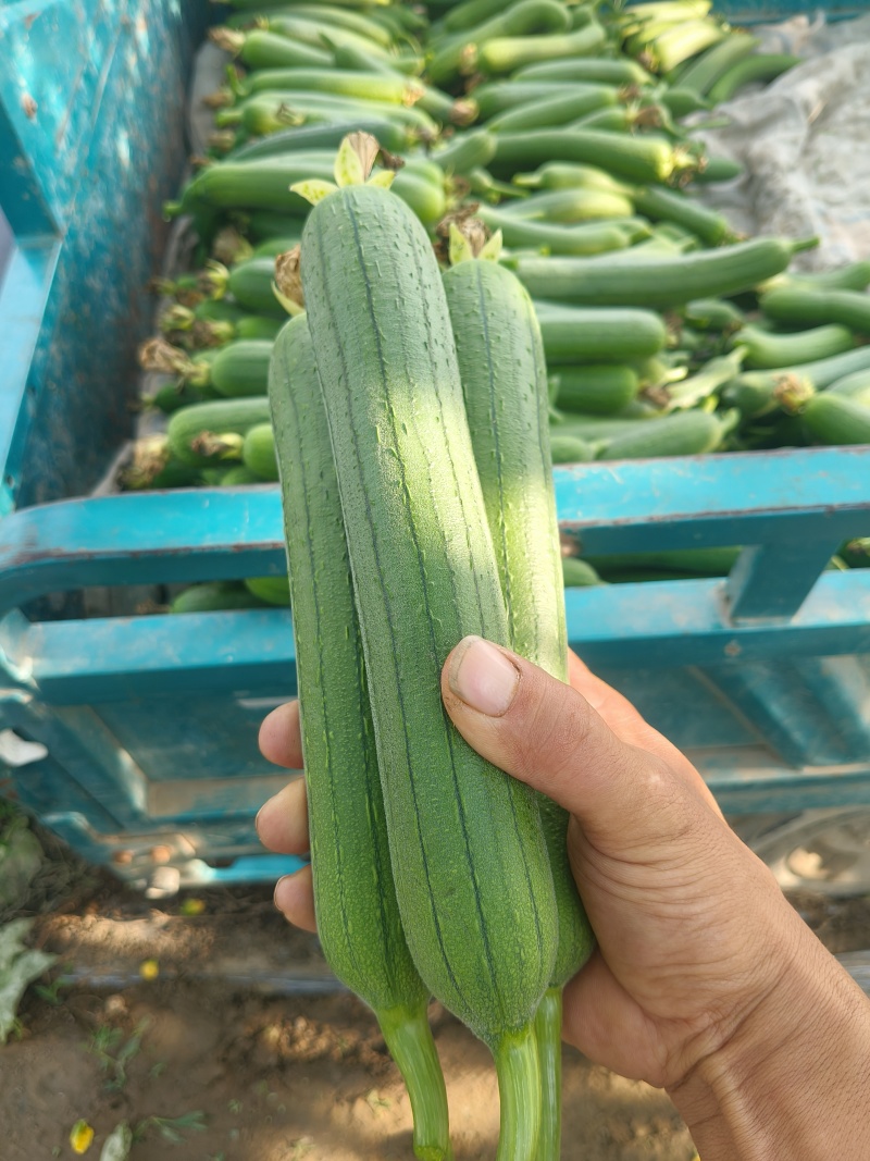 油皮丝瓜油皮丝瓜
