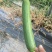 油皮丝瓜油皮丝瓜