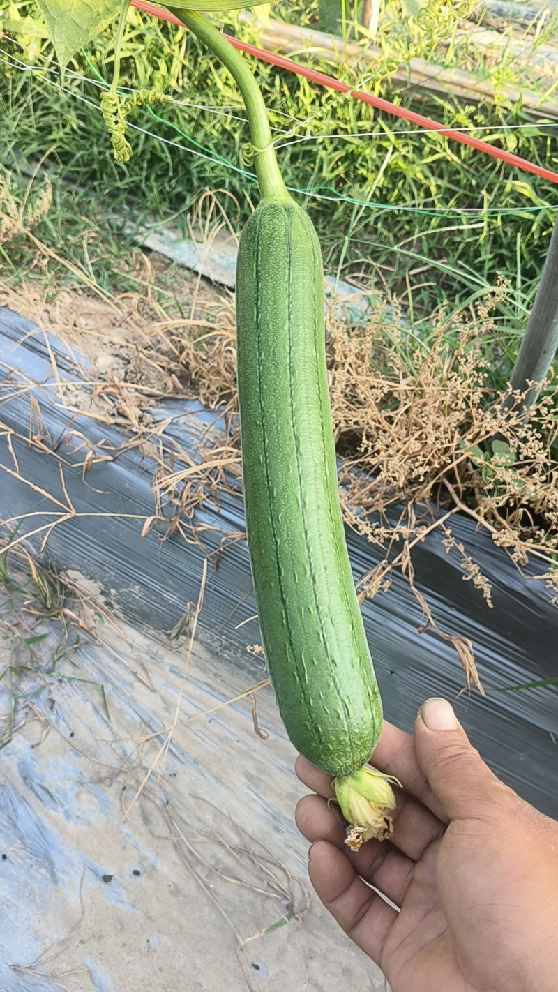油皮丝瓜油皮丝瓜