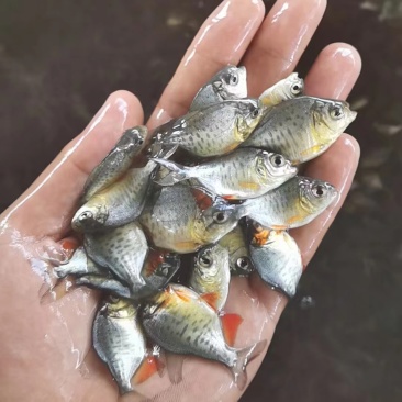 鲳鱼苗3-5公分