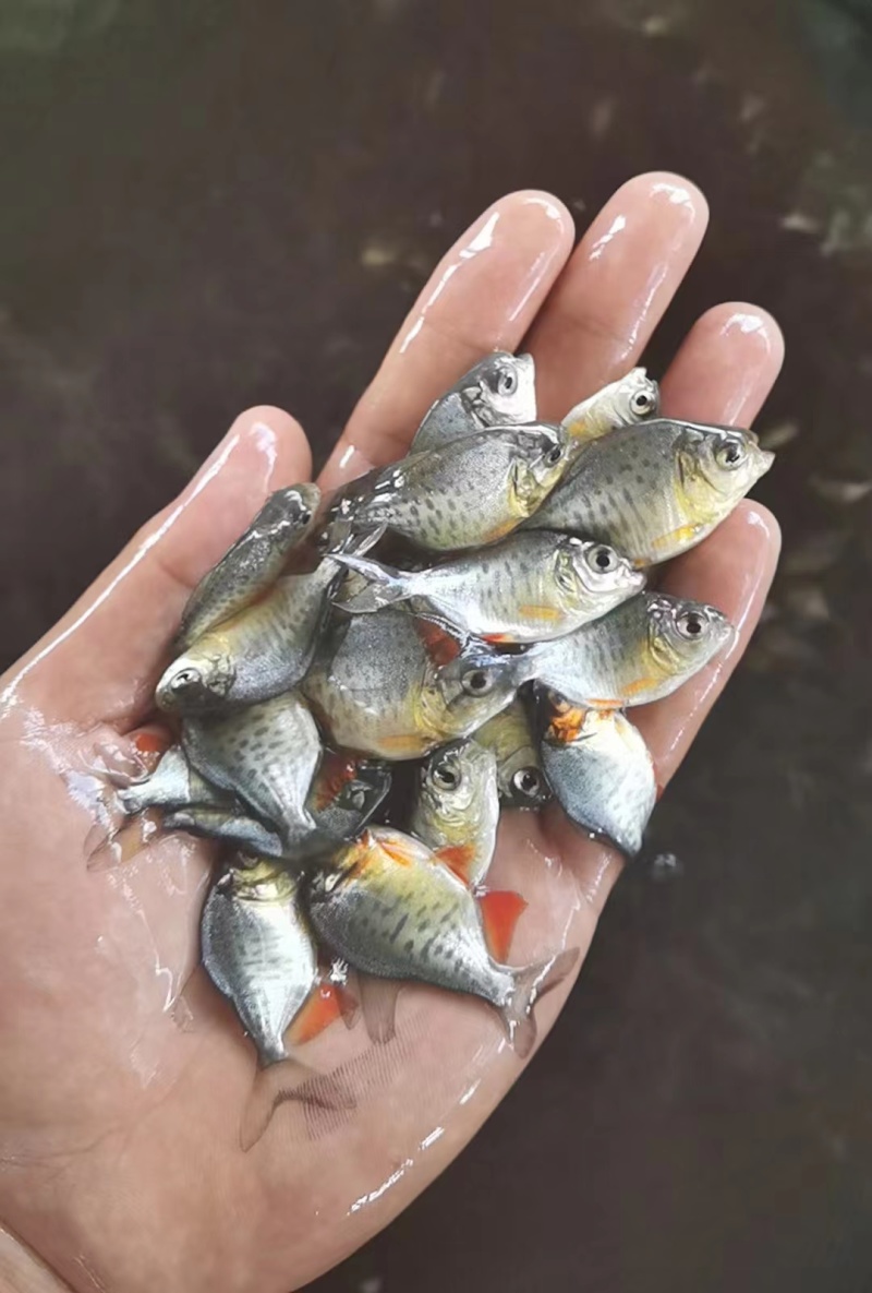 鲳鱼苗3-5公分
