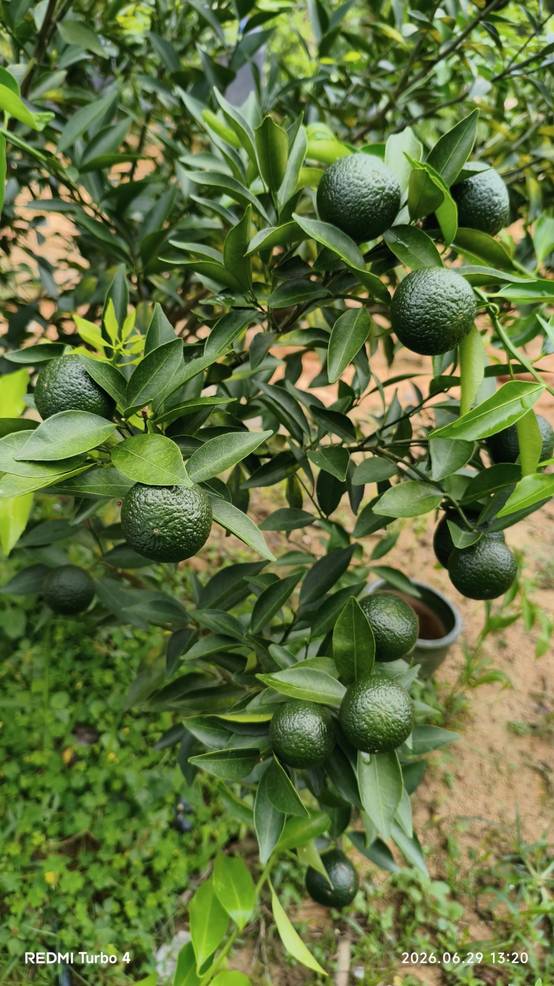 茶枝柑鲜果2026自家果园现摘陈皮小青柑鲜果