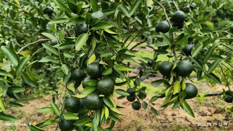 茶枝柑鲜果2026自家果园现摘陈皮小青柑鲜果