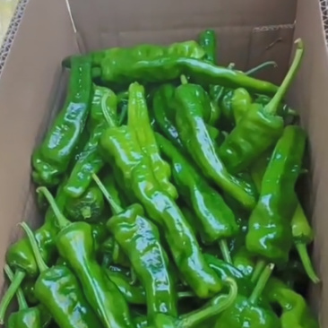 鲜辣椒次货1.4/通货1.7/精品1.9