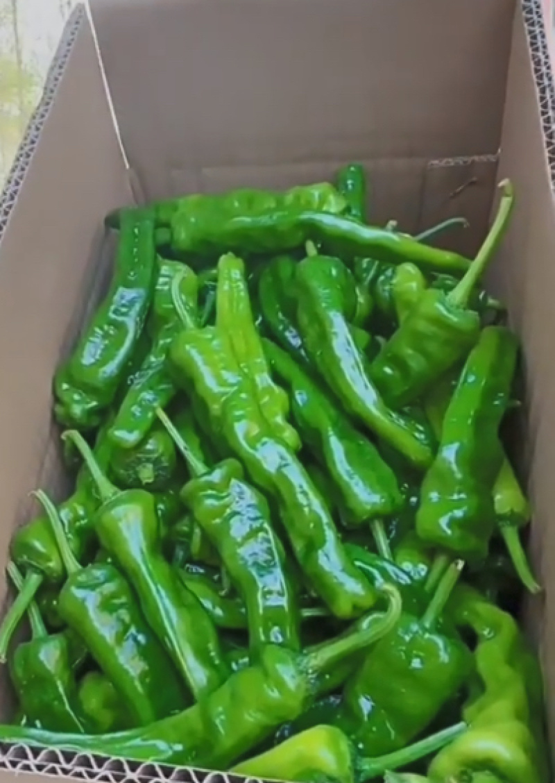 鲜辣椒次货1.4/通货1.7/精品1.9