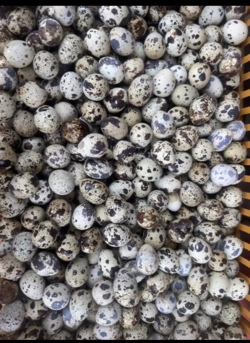 鹌鹑蛋48个左右一斤