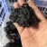 猴结精品选货260元/市斤；随机统货100元/市斤