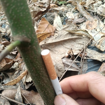 木姜子苗地径0.5-2.5cm，高度1.5-3m