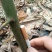木姜子苗地径0.5-2.5cm，高度1.5-3m