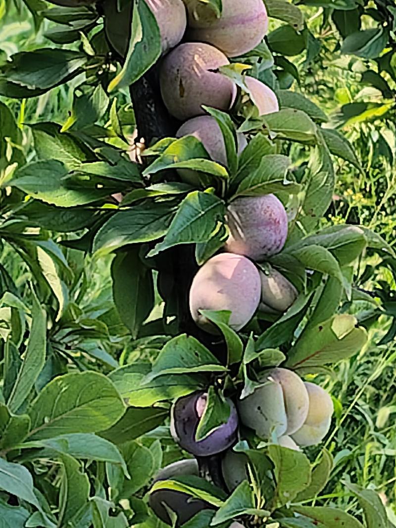 冰糖李