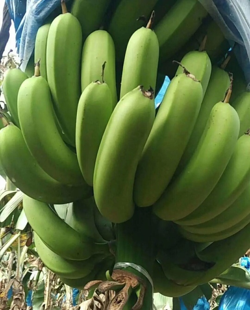 香蕉