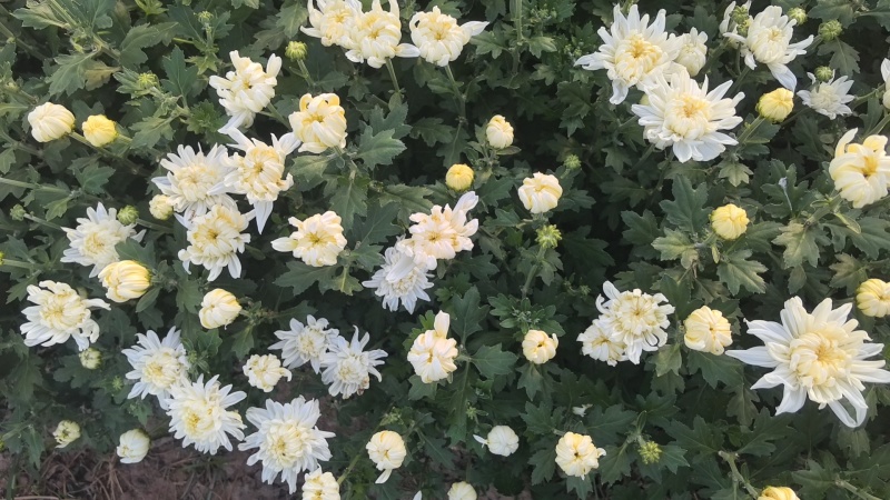菊花鲜切花