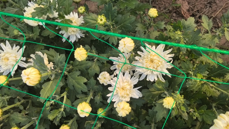 菊花鲜切花