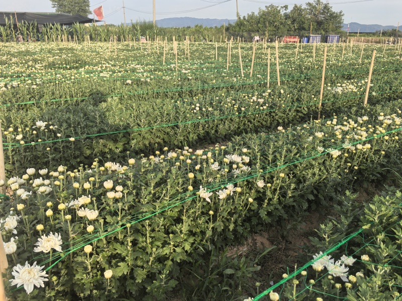 菊花鲜切花