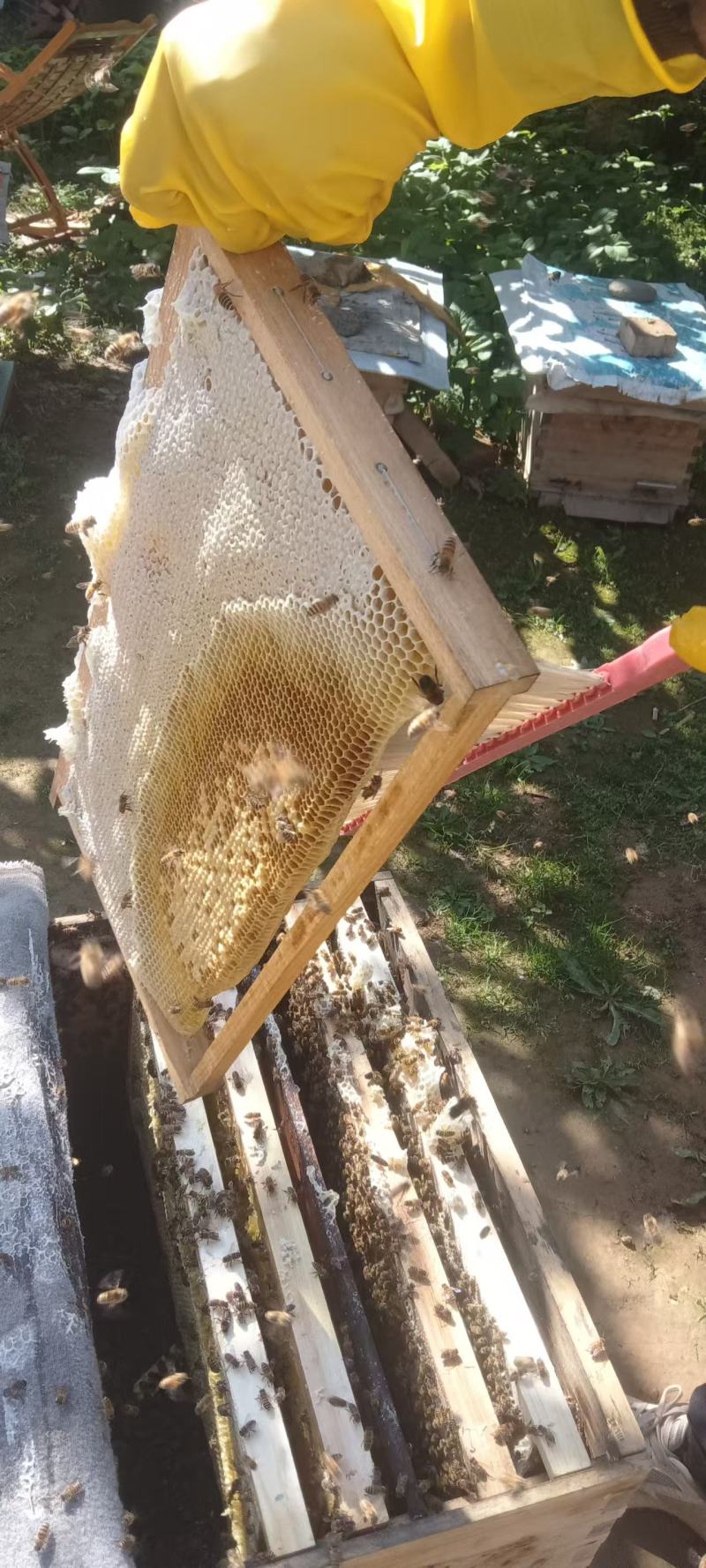 蜂蜜两斤装一瓶