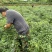 鲜辣椒