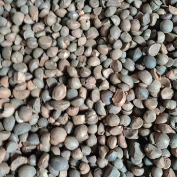 油茶籽油茶籽