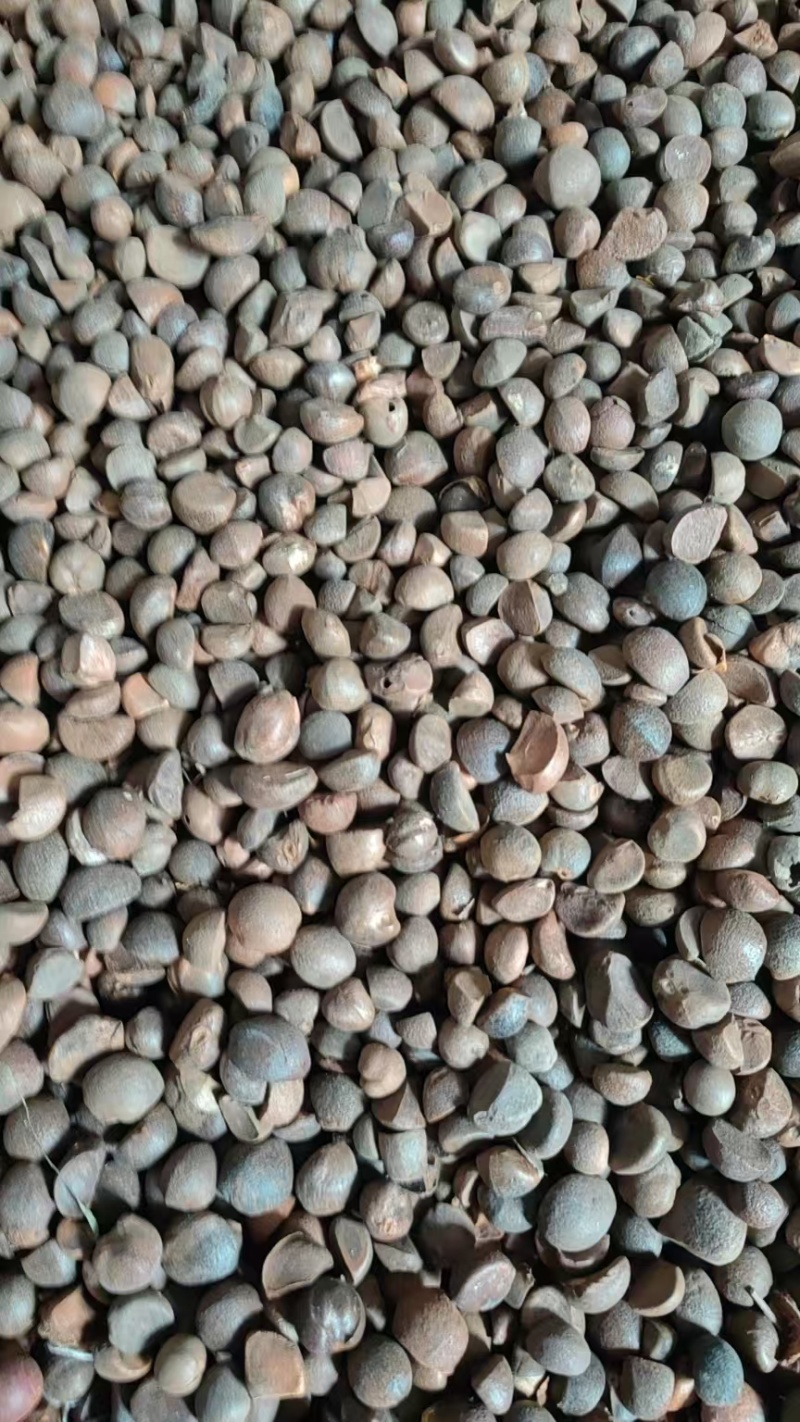 油茶籽油茶籽