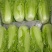 毛白菜单颗2-5斤