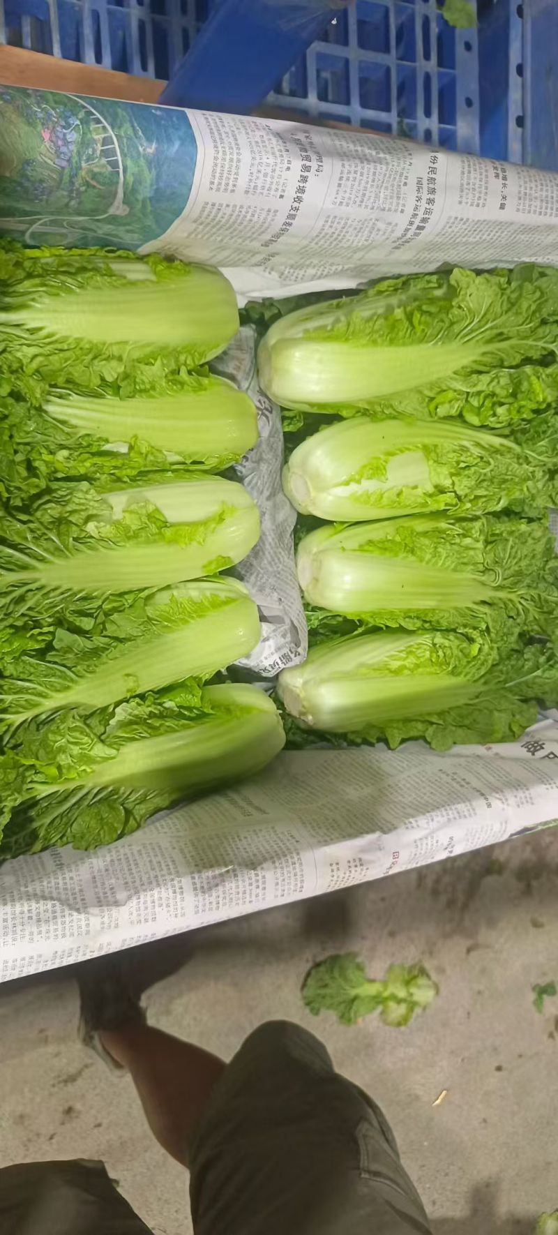 毛白菜单颗2-5斤