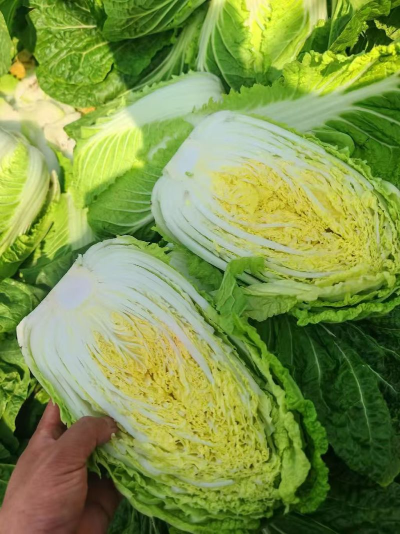 毛白菜单颗2-5斤