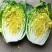 毛白菜单颗2-5斤
