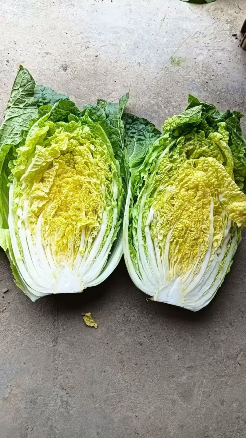 毛白菜单颗2-5斤