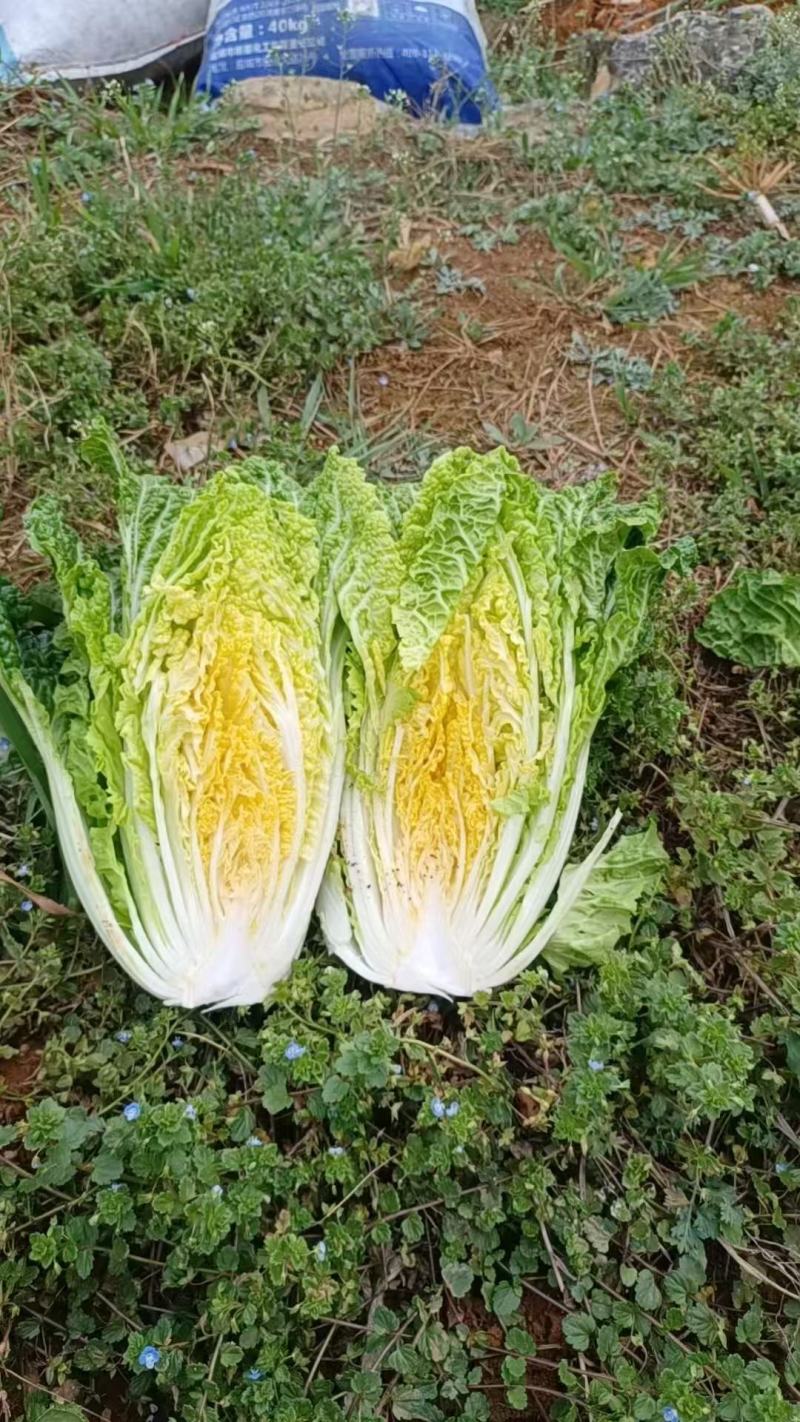 毛白菜单颗2-5斤