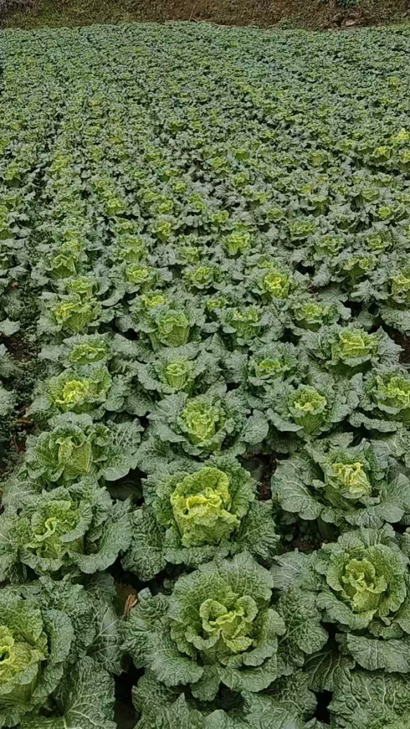 毛白菜单颗2-5斤