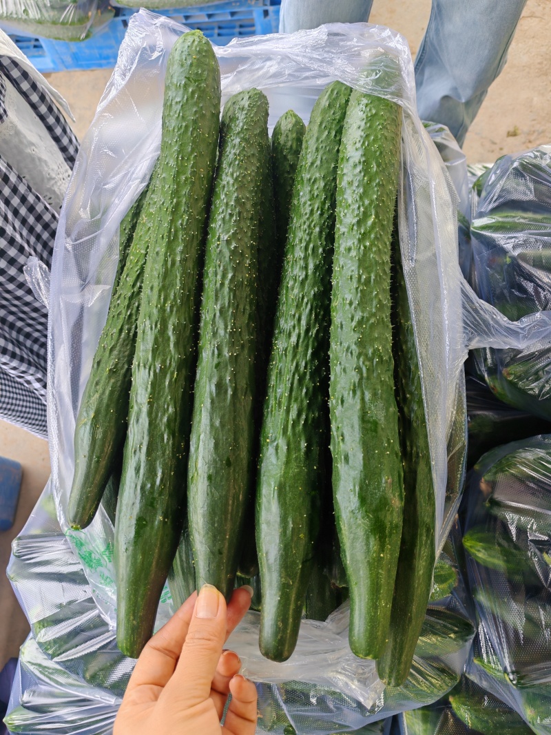 密刺黄瓜新苗货