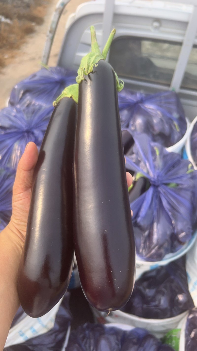茄子