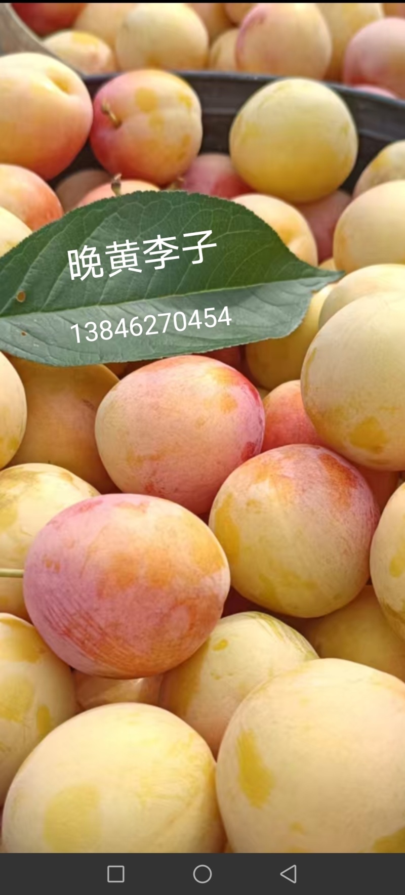 李子