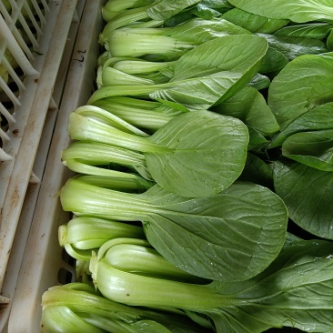 油菜