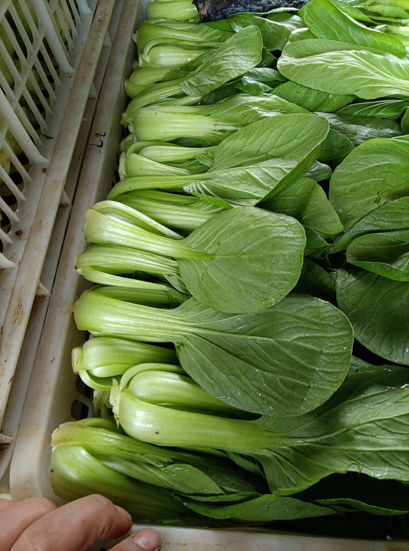 油菜
