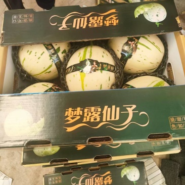 甜瓜博洋6号等20多个品种，品质保证，看货说价