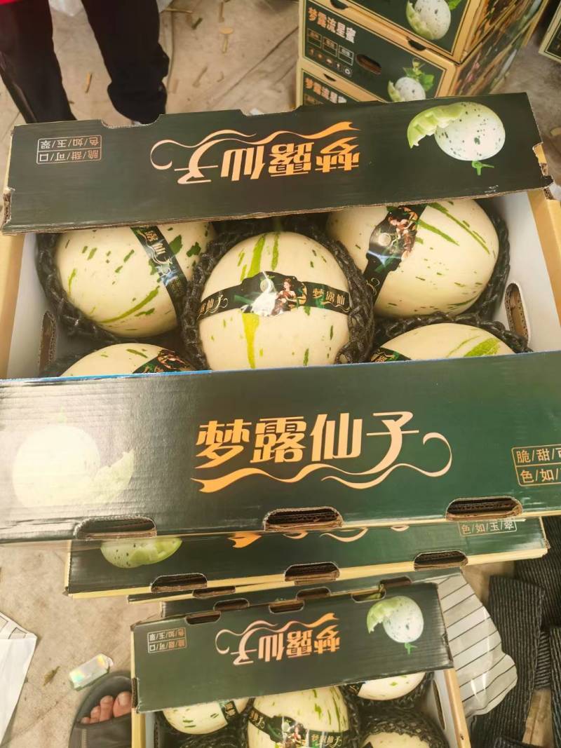 甜瓜博洋6号等20多个品种，品质保证，看货说价