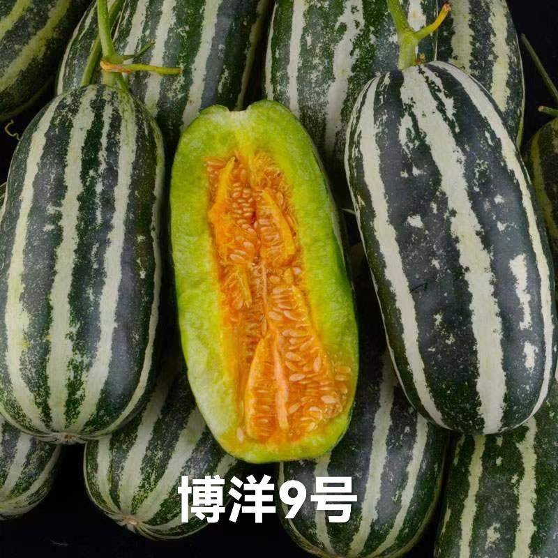 甜瓜博洋6号等20多个品种，品质保证，看货说价