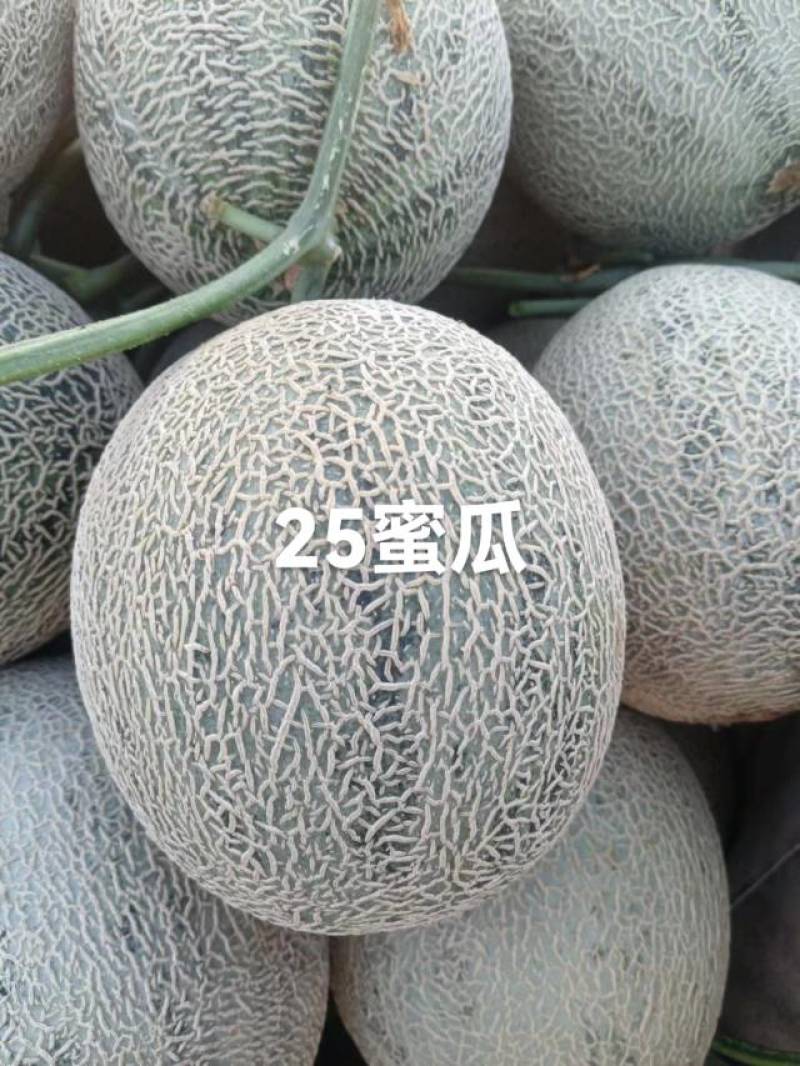 甜瓜博洋6号等20多个品种，品质保证，看货说价