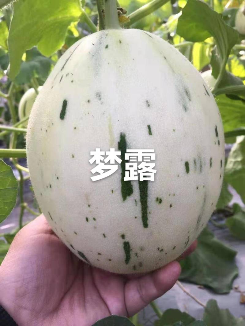 甜瓜博洋6号等20多个品种，品质保证，看货说价