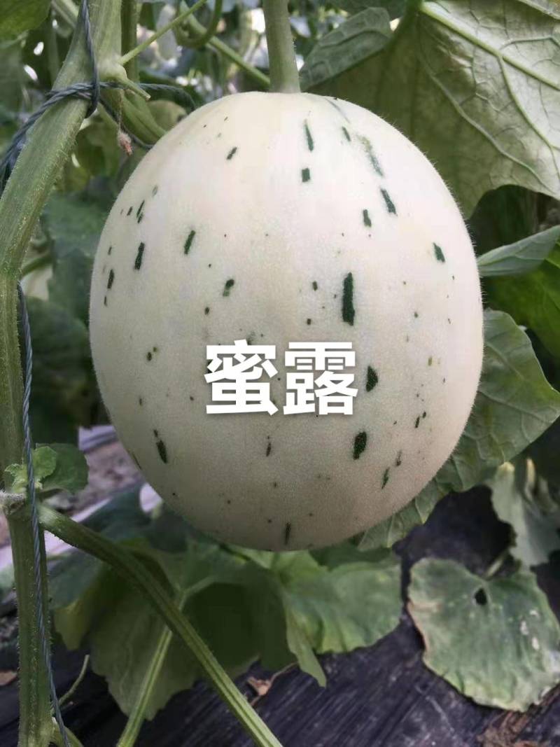 甜瓜博洋6号等20多个品种，品质保证，看货说价