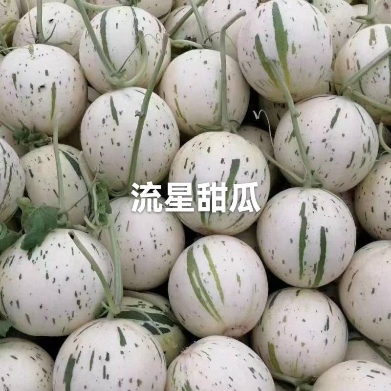 甜瓜博洋6号等20多个品种，品质保证，看货说价