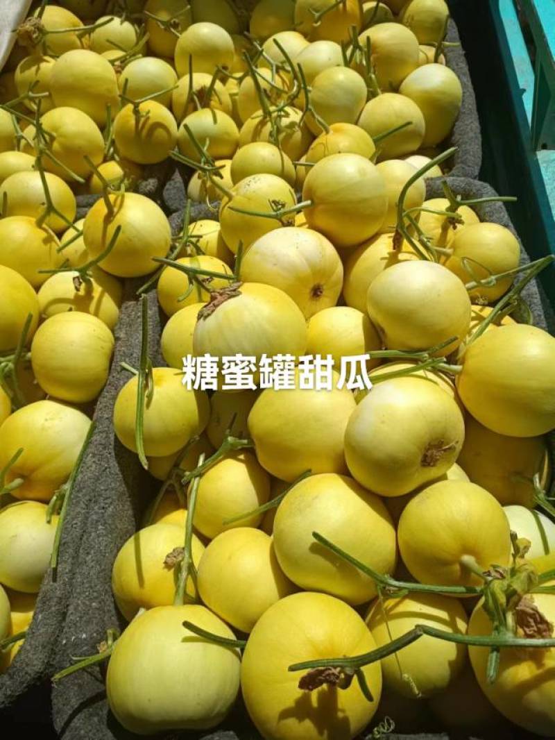 甜瓜博洋6号等20多个品种，品质保证，看货说价
